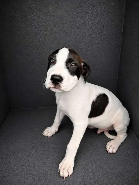 Buddy