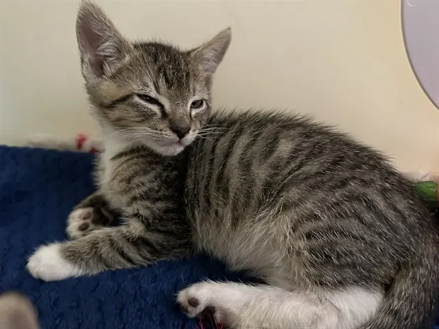 Georgie