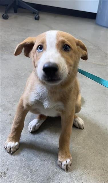 Adoptable Dog