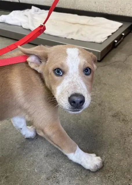 Adoptable Dog