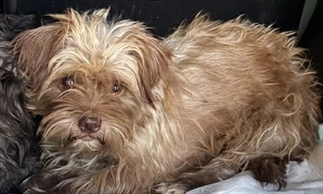 Adoptable Dog