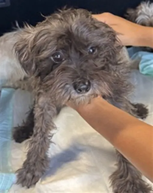Adoptable Dog
