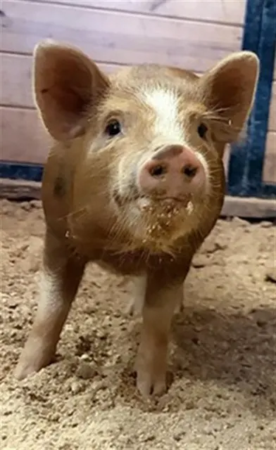Petunia