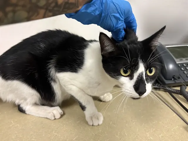 Adoptable Cat