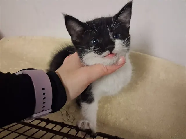 Adoptable Cat
