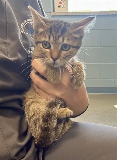Lizzie