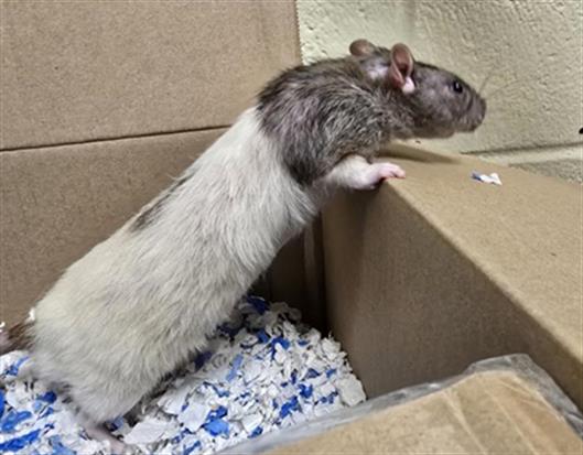 Remus