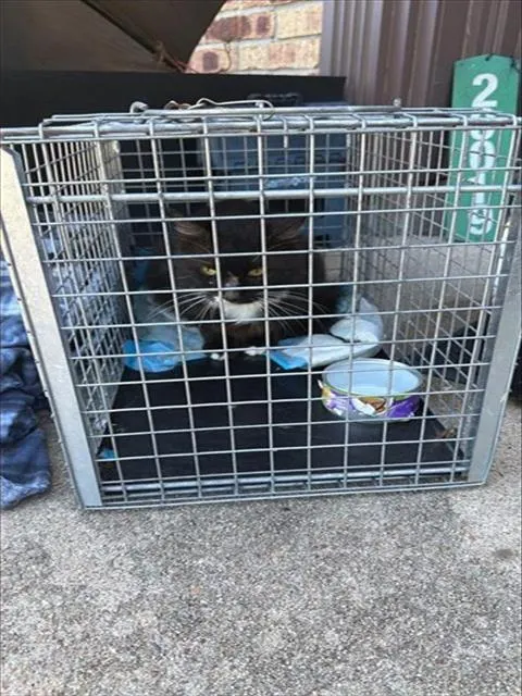 Adoptable Cat