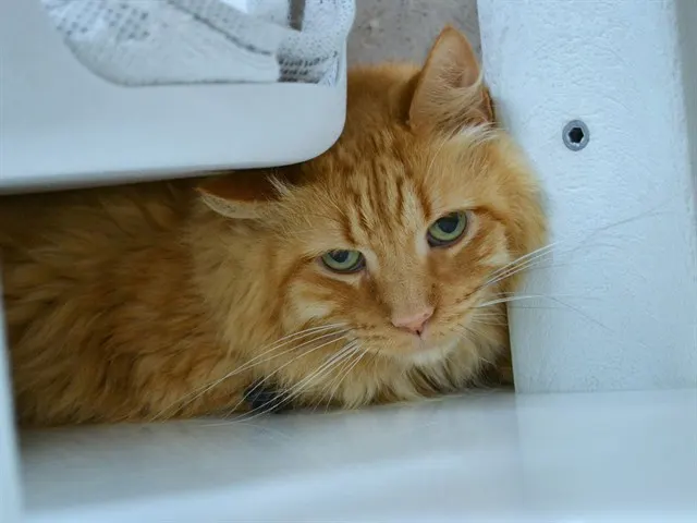 Marmalade