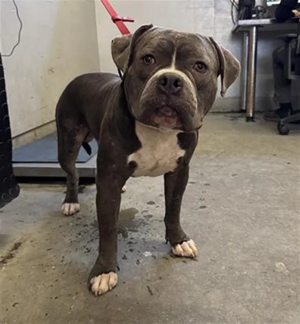 Adoptable Dog