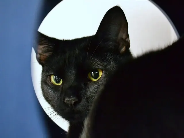 Egg