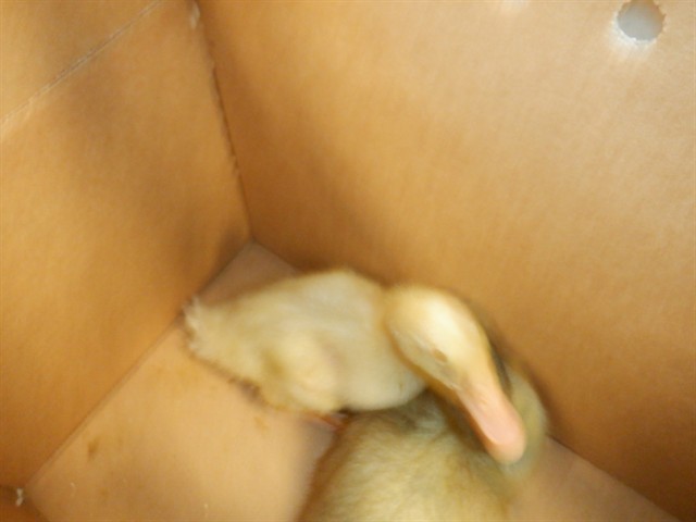 Adoptable Bird