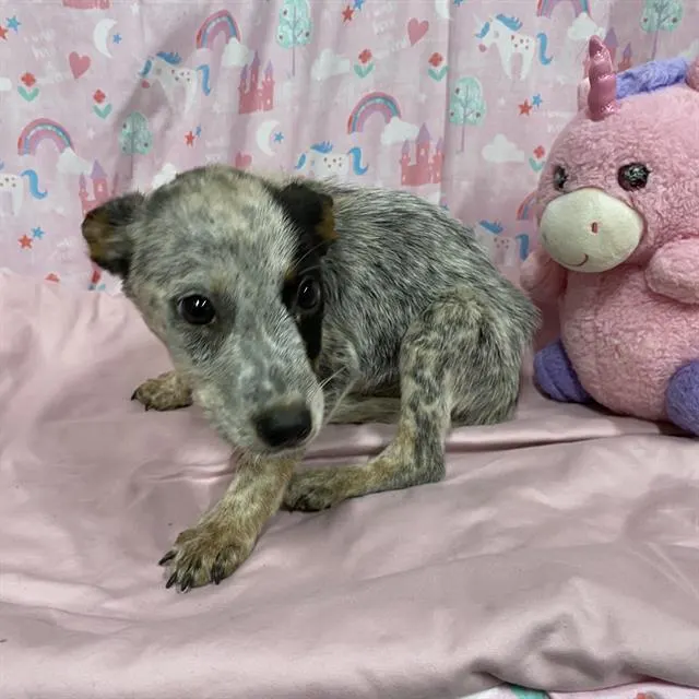 Adoptable Dog