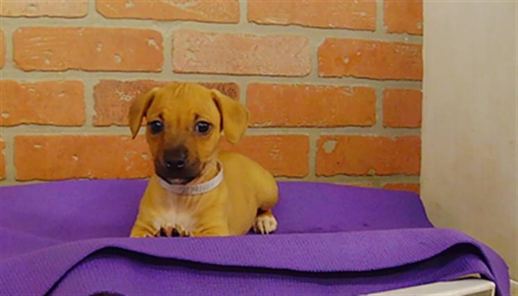 Adoptable Dog