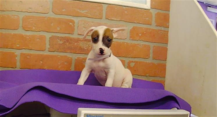 Adoptable Dog