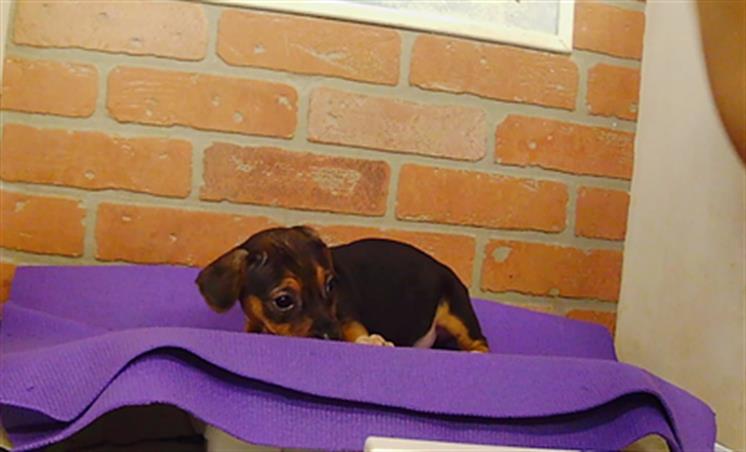 Adoptable Dog