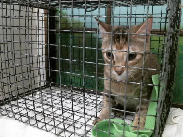 Adoptable Cat