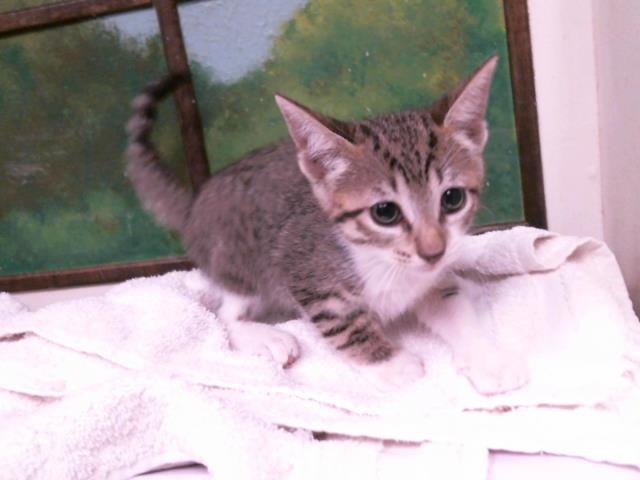 Adoptable Cat
