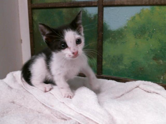Adoptable Cat