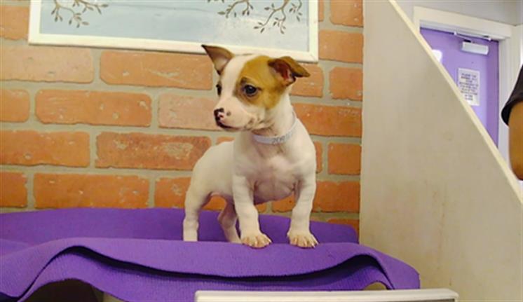 Adoptable Dog