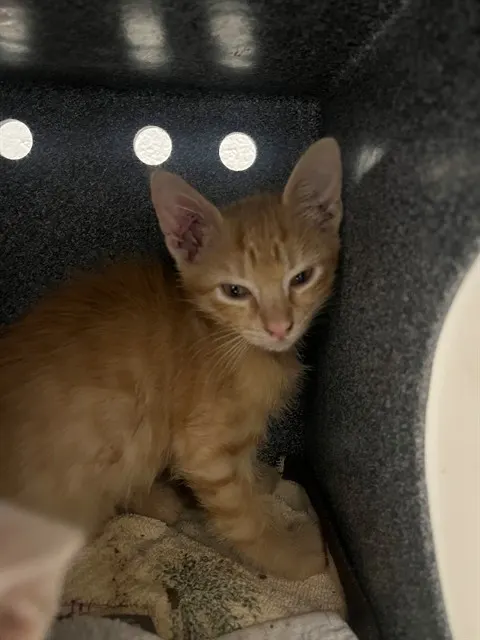 Adoptable Cat