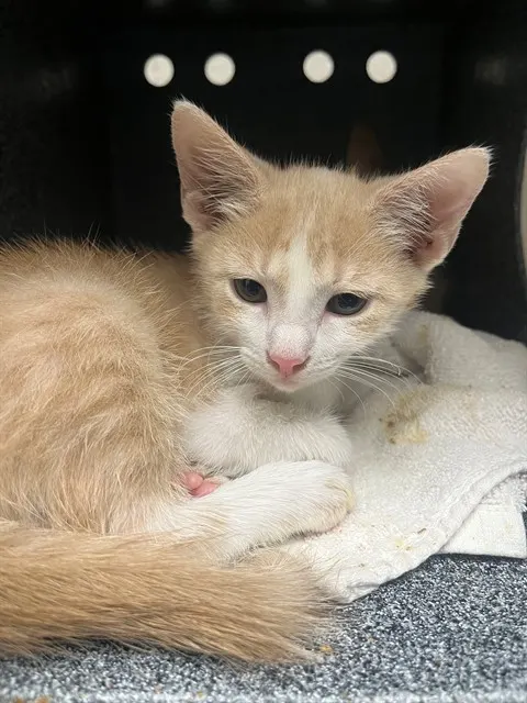 Adoptable Cat