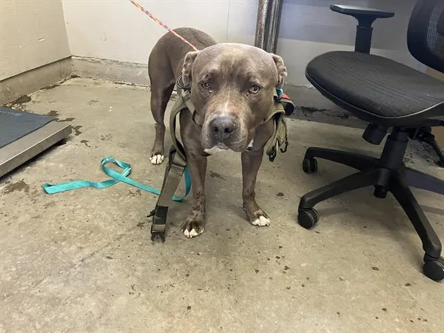 Adoptable Dog