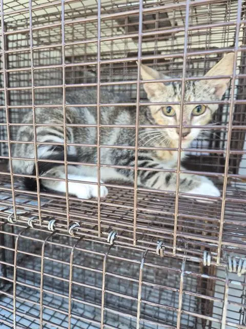 Adoptable Cat