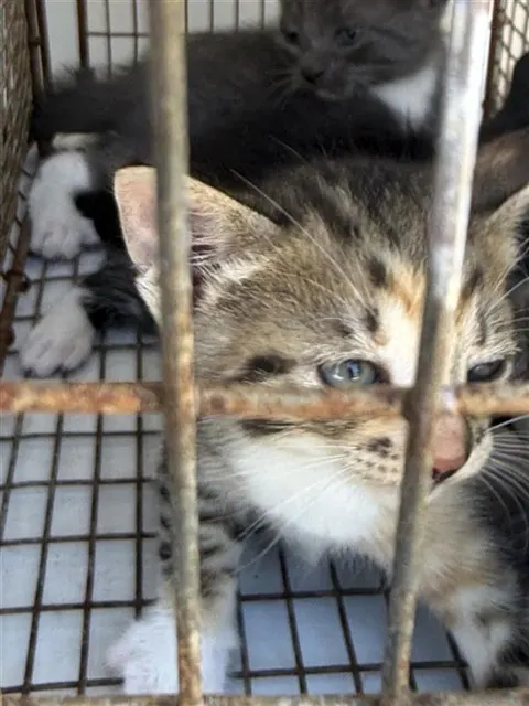 Adoptable Cat