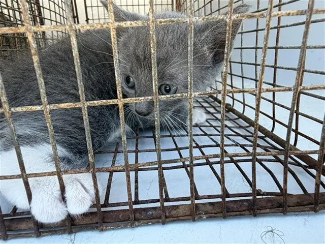 Adoptable Cat