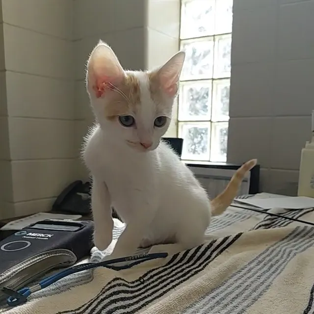 Henry