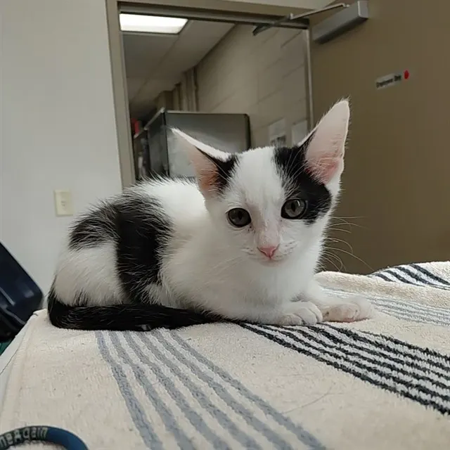 Kitty Purry