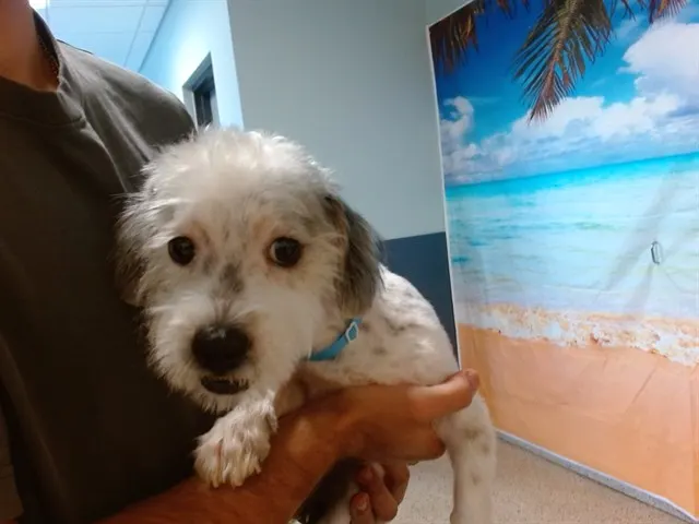 Toby