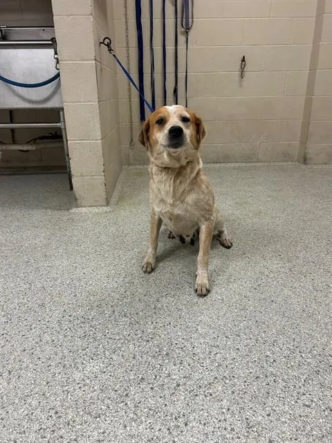 Adoptable Dog