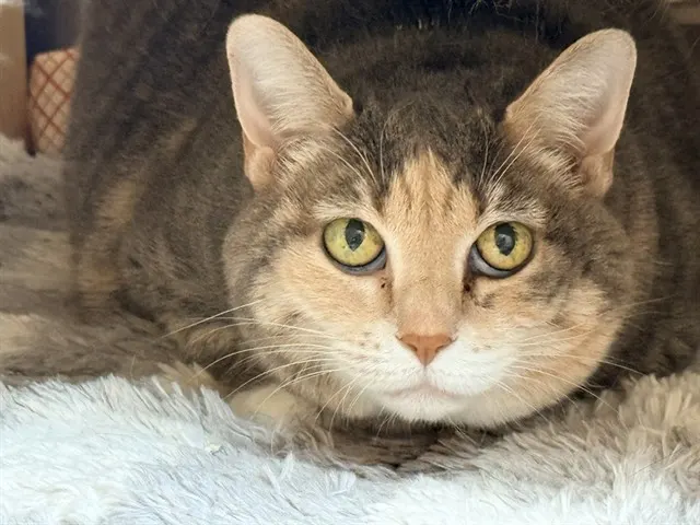 Gigi