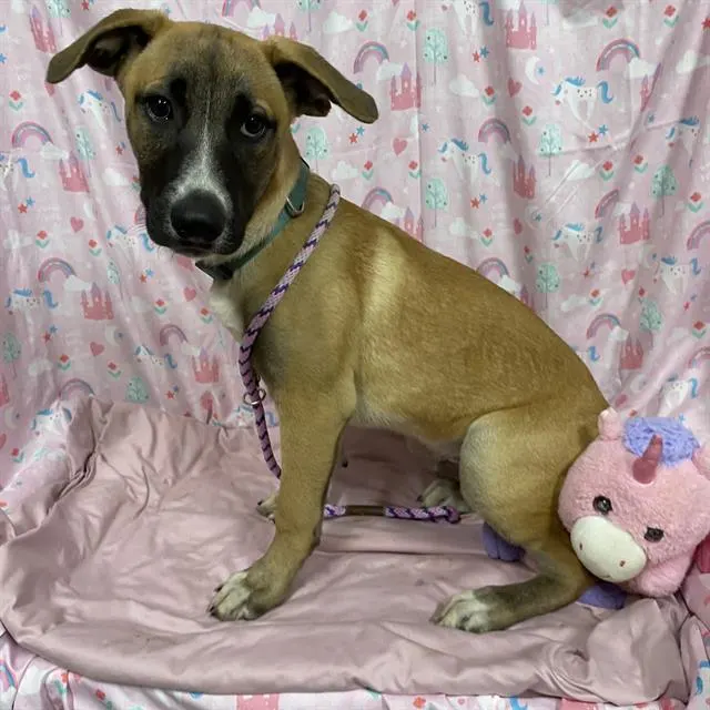 Adoptable Dog