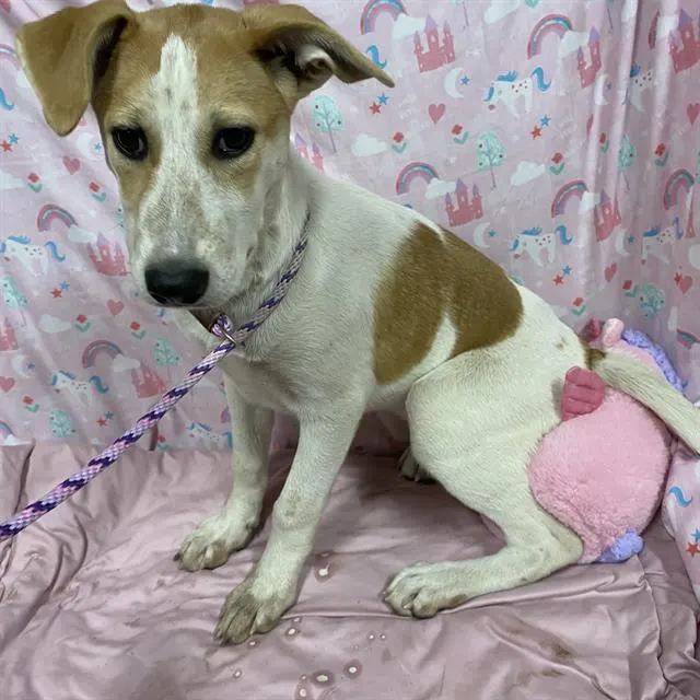 Adoptable Dog