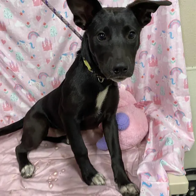 Adoptable Dog
