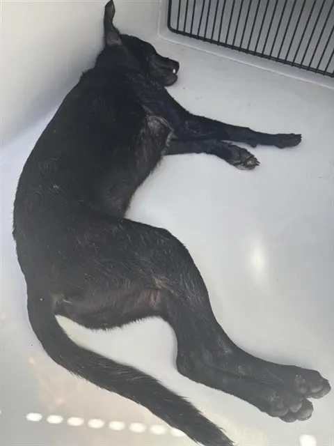 Adoptable Dog