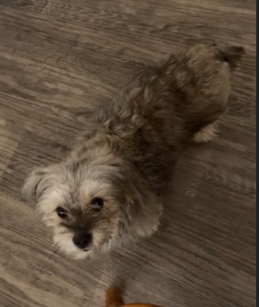 Missy
