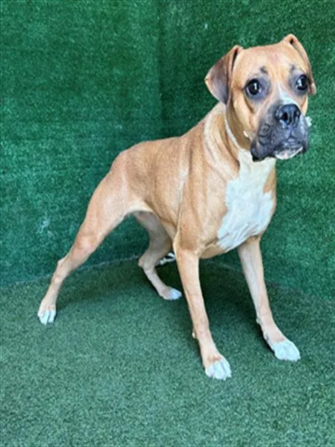 Adoptable Dog