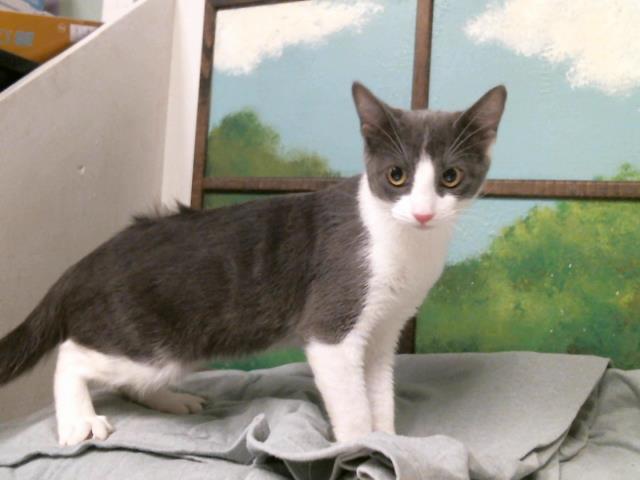 Adoptable Cat