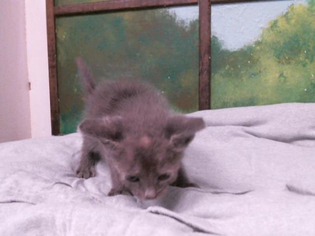 Adoptable Cat