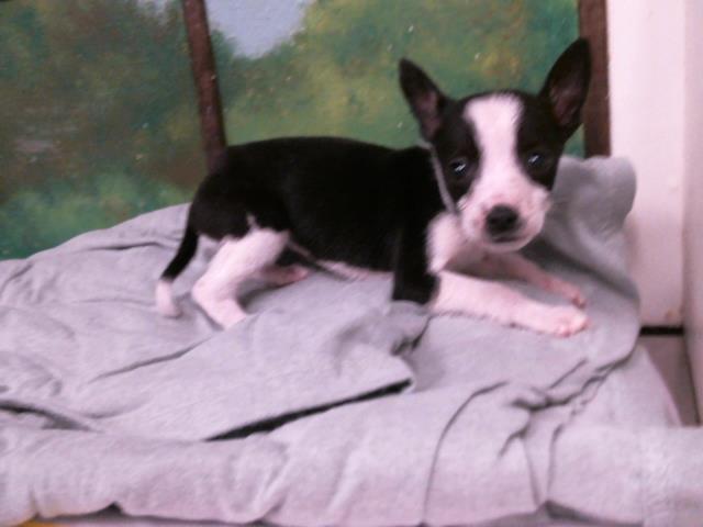 Adoptable Dog