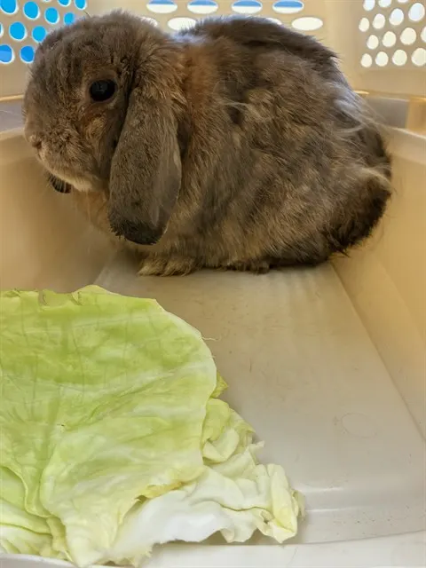 Guava
