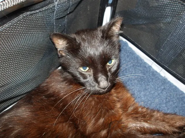 Adoptable Cat