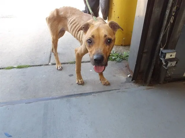 Adoptable Dog