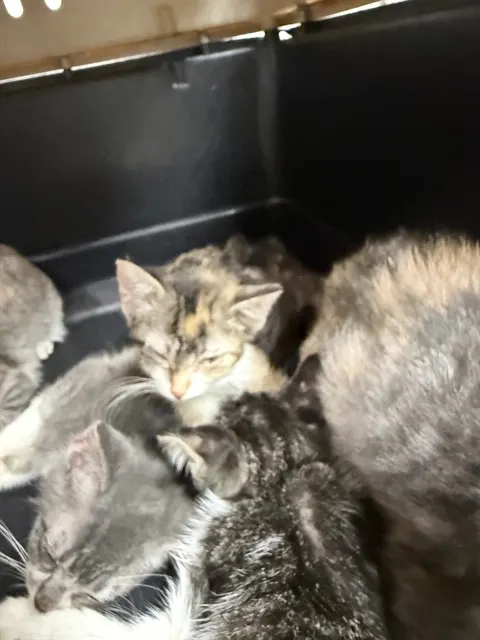 Adoptable Cat