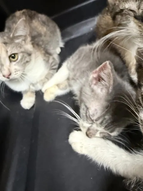 Adoptable Cat