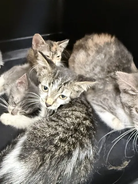 Adoptable Cat